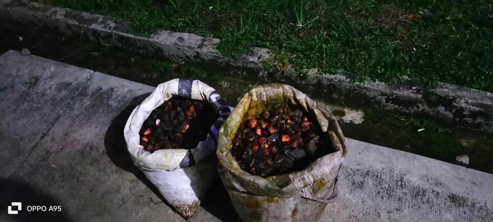 Empat Warga Padang Genting Diamankan atas Dugaan Pencurian Brondolan Sawit 20 Kg, Kasus Dinilai Tak Proporsional