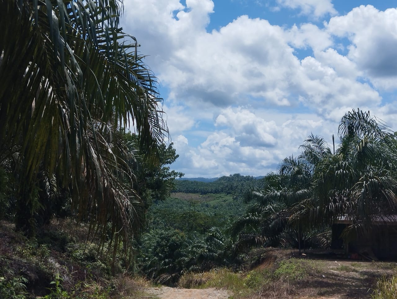 Diduga Langgar Tata Ruang, PT Jatropha Solutions Diinvestigasi oleh LIN Bengkulu Selatan di Kawasan HPT Bengkulu Selatan