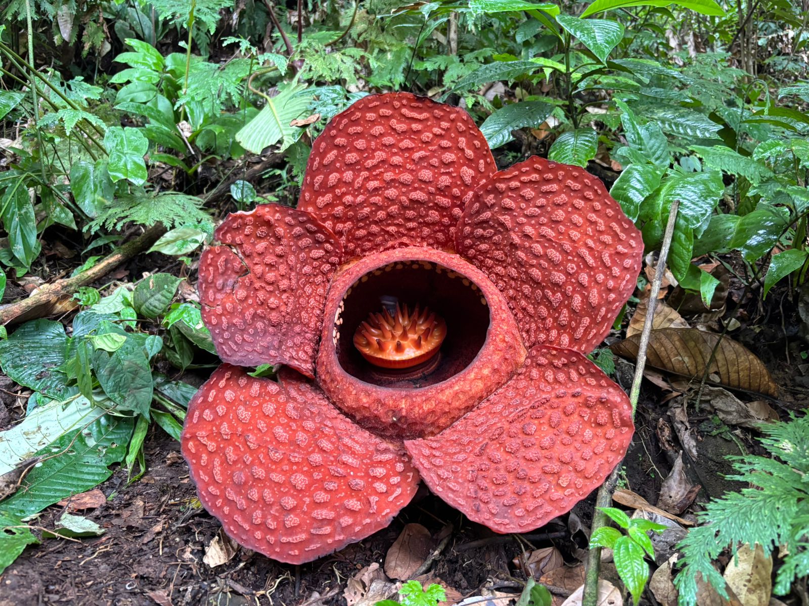 Puspa Langka Rafflesia Mekar Lagi di Kawasan Wisata Kemumu