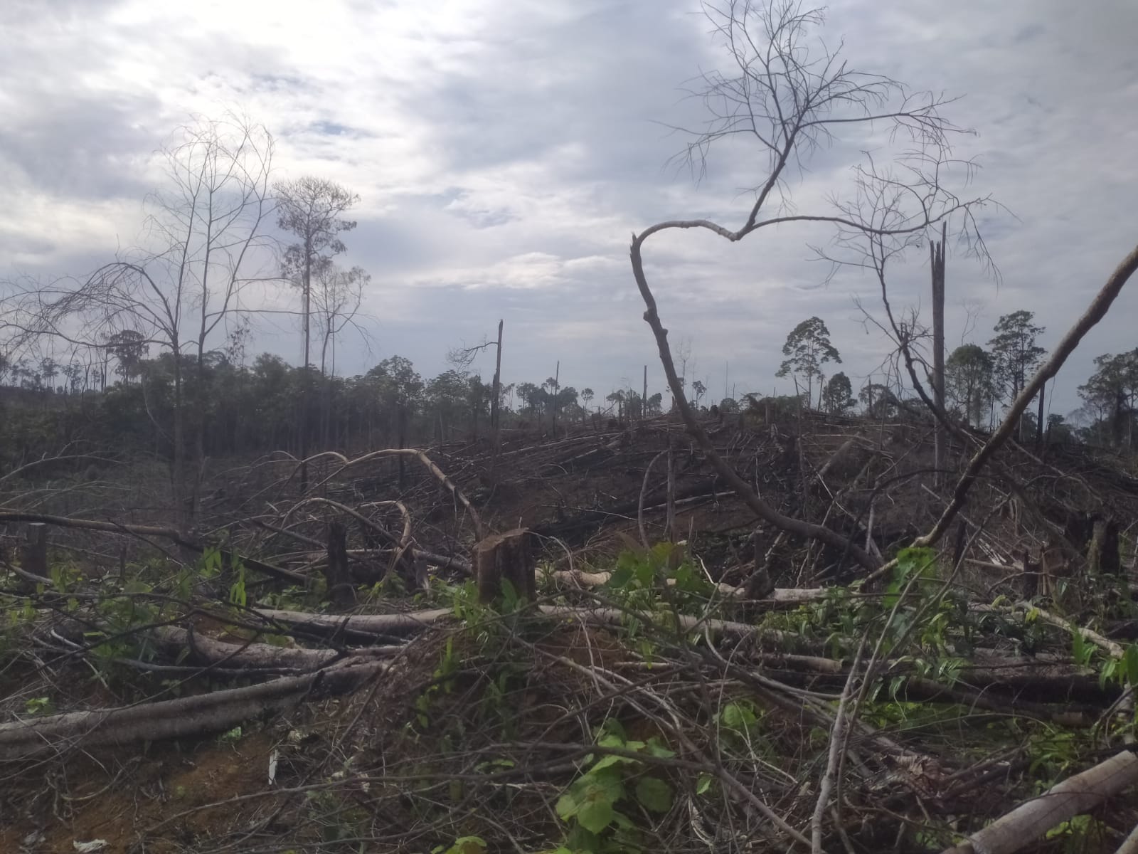 Forum KEE Surati Menhut Desak 4 Tuntutan