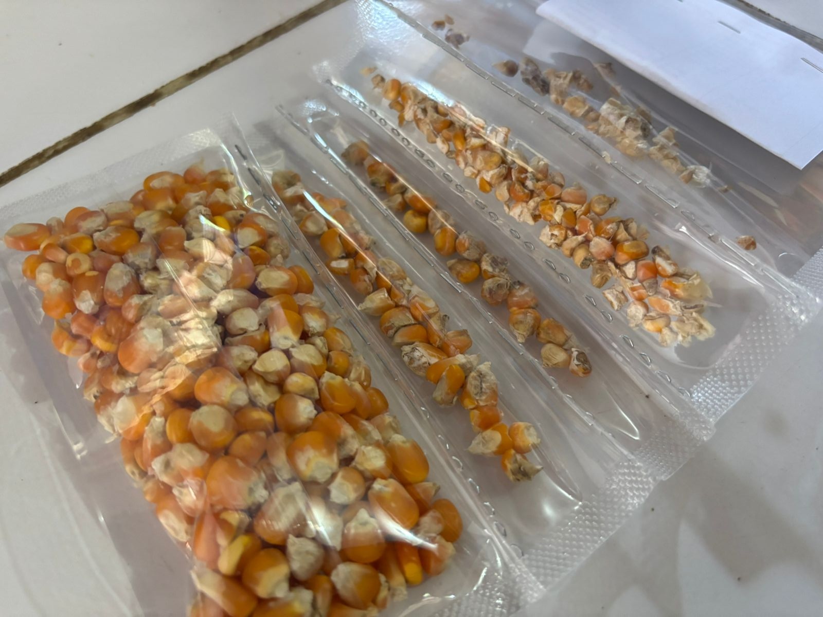 Bulog Bengkulu Utara Mulai Serap Jagung Pipil Langsung dari Petani, Harga Rp5.500 per Kilogram