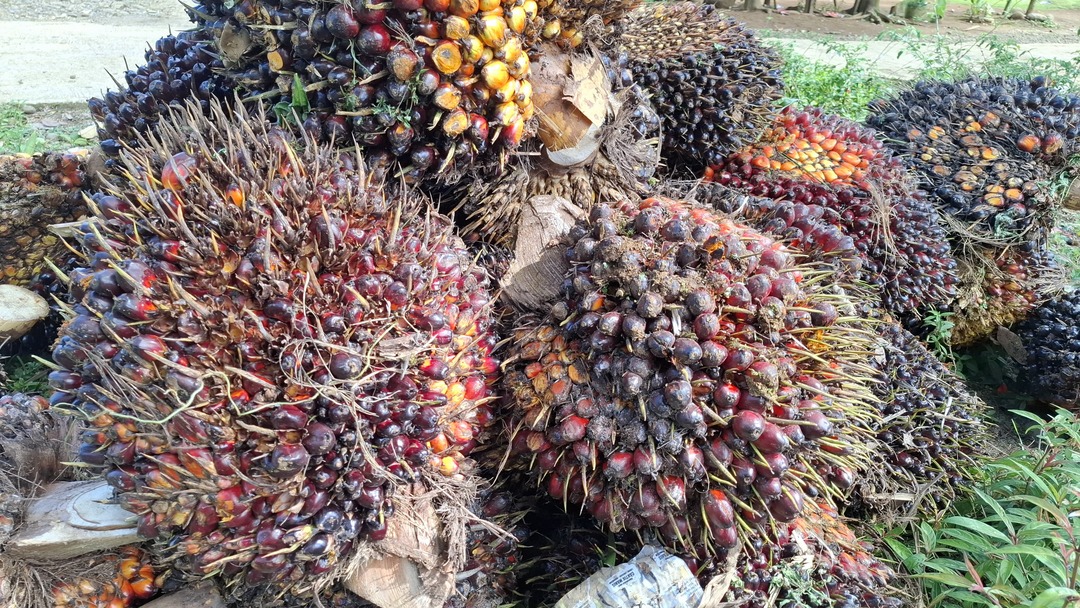 Harga TBS Sawit di Bengkulu Utara 11 Mei 2025 Kembali Alami Penurunan, Tertinggi Rp 2.860/Kg