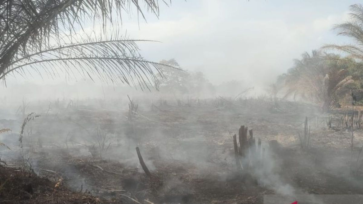 Kebakaran Lahan Gambut di Mukomuko Meluas, BPBD dan Warga Berjibaku Padamkan Api