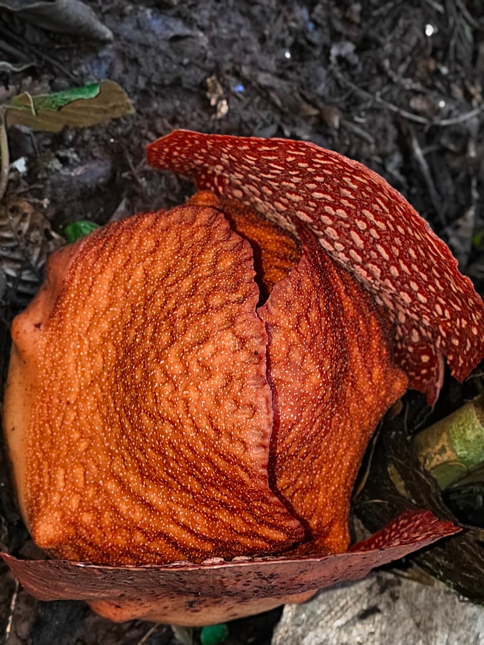 Rekomendasi Wisata Weekend: Bunga Rafflesia Mekar di Tebat Monok Kepahiang, Dibuka untuk Umum 24 Jam