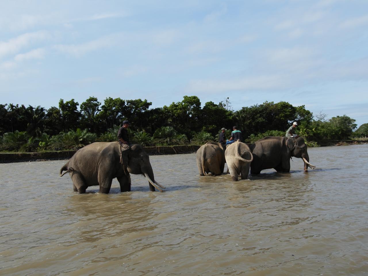 1.585 hektar hutan habitat gajah Bengkulu hilang dalam 2 tahun terakhir